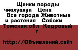 Щенки породы чиахуахуа › Цена ­ 12 000 - Все города Животные и растения » Собаки   . Томская обл.,Кедровый г.